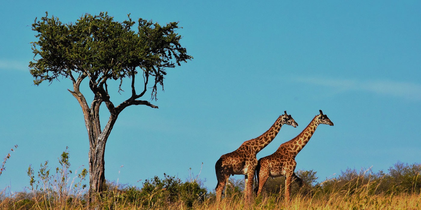 Read more about the article 10 Days Best of Tanzania Safari Plus Zanzibar