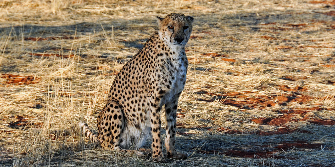 Masai Mara Migration Safari