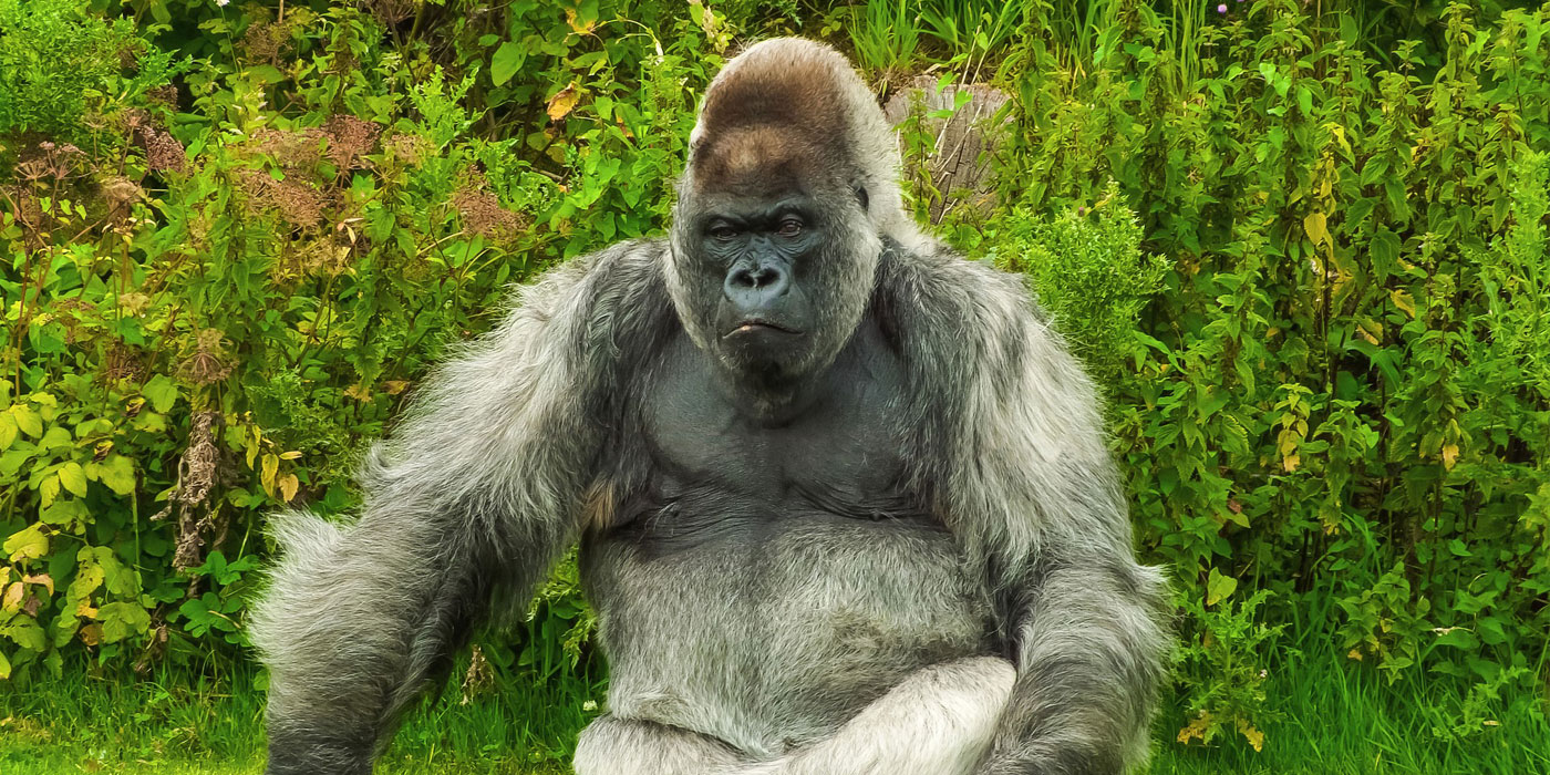 Safari and Gorilla Trekking