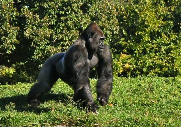 Read more about the article 20 Days of Best Uganda Adventure Safari