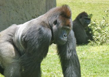Read more about the article 8 Days Kenya & Uganda Luxury Safari