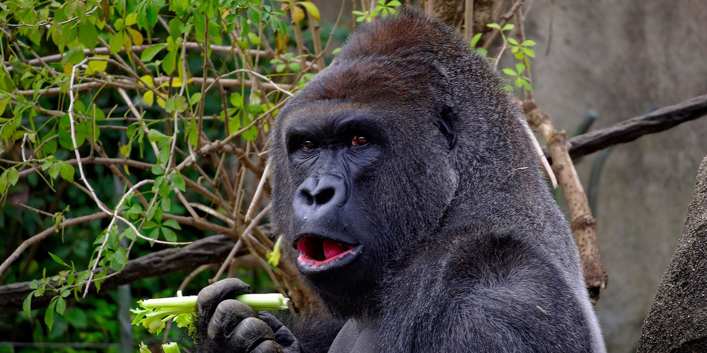 4 Days Uganda Gorilla Trek Tour