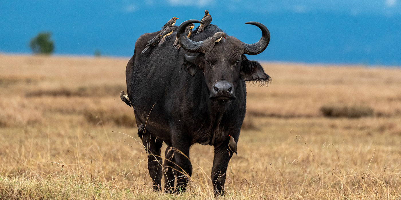 Kenya and Tanzania combined Safari