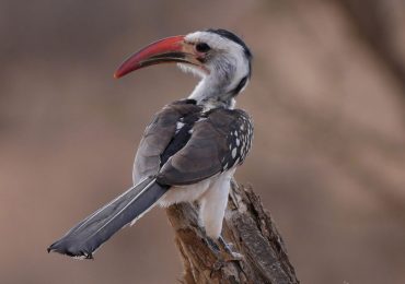 Read more about the article 12 Days Kenya Explorer Safari