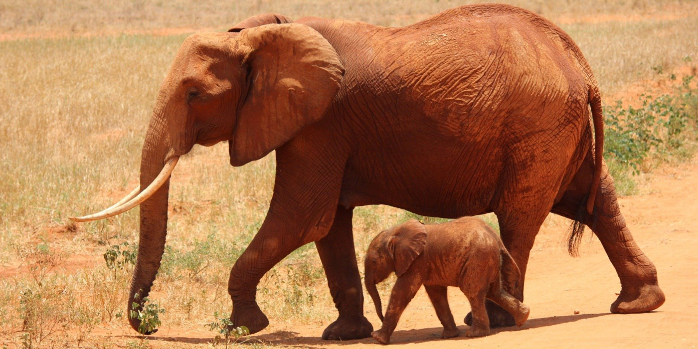 kenya-budget-safari
