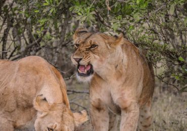 Read more about the article 7 Days Tsavo East-Taita Hills Sanctuary-Amboseli -Lake Naivasha-Masai Mara-Nairobi Safari