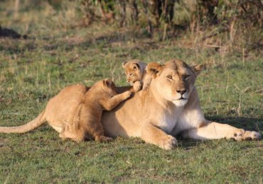 kenya-safari-with-beach-stay