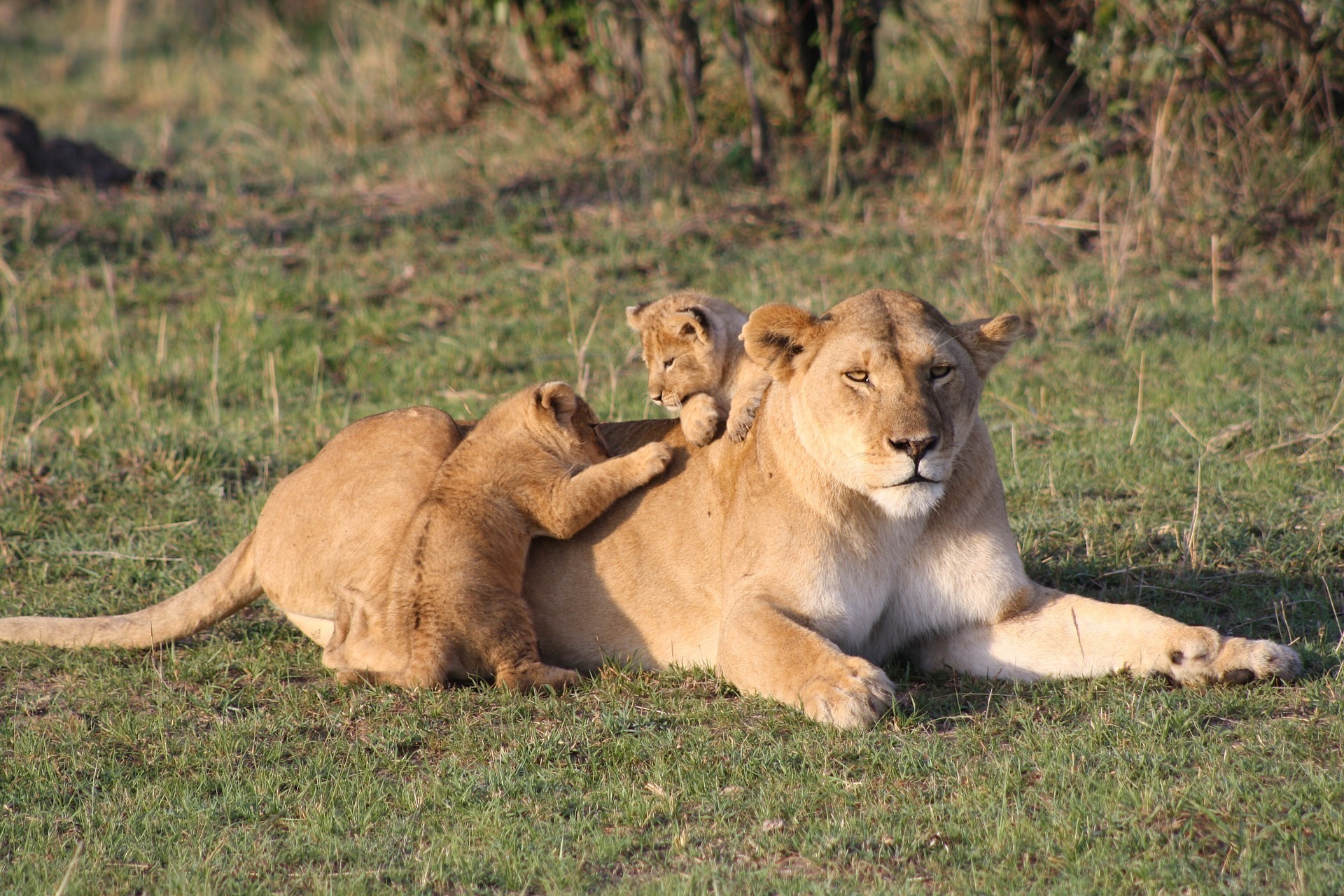 Read more about the article 7 Days Classic Kenya Safari With Beach Stay