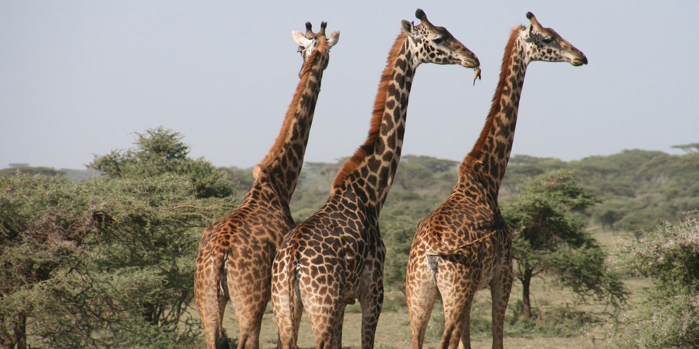 Read more about the article 10 Days Kenya and Tanzania Safari