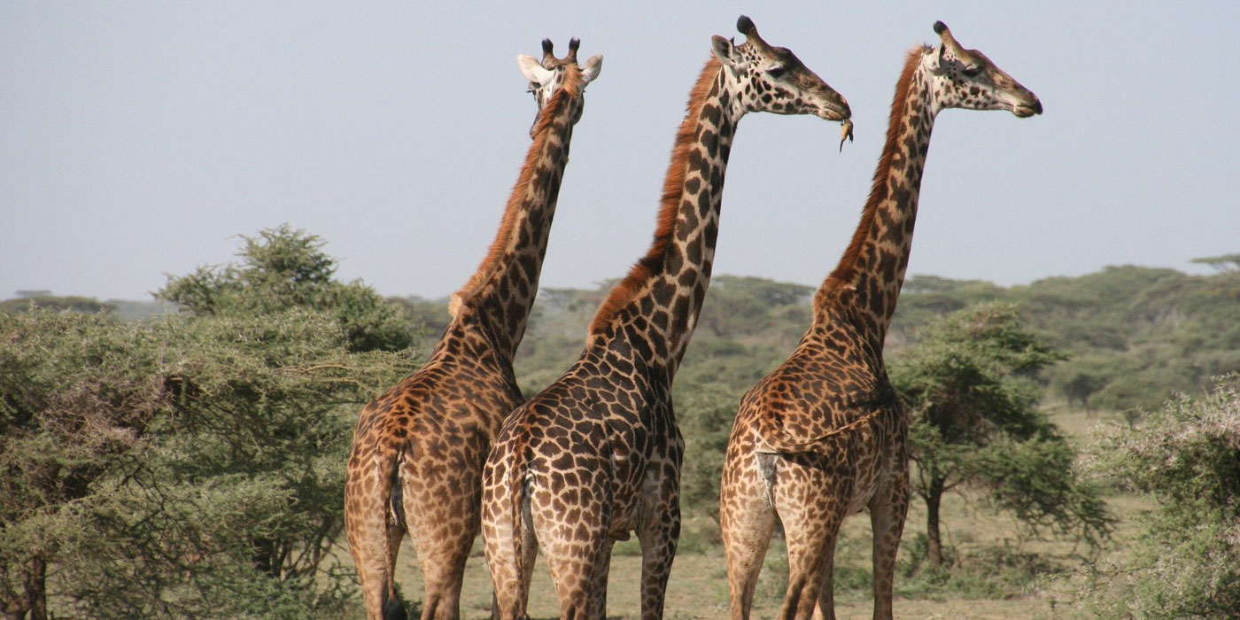 Tsavo and Amboseli tour from Mombasa