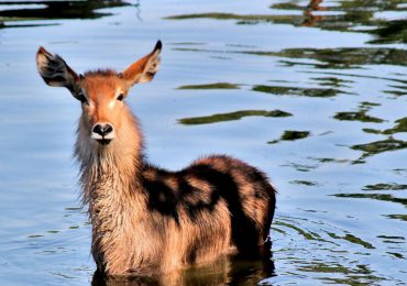 Read more about the article 15 Days Kenya and Tanzania Combined Safari Package