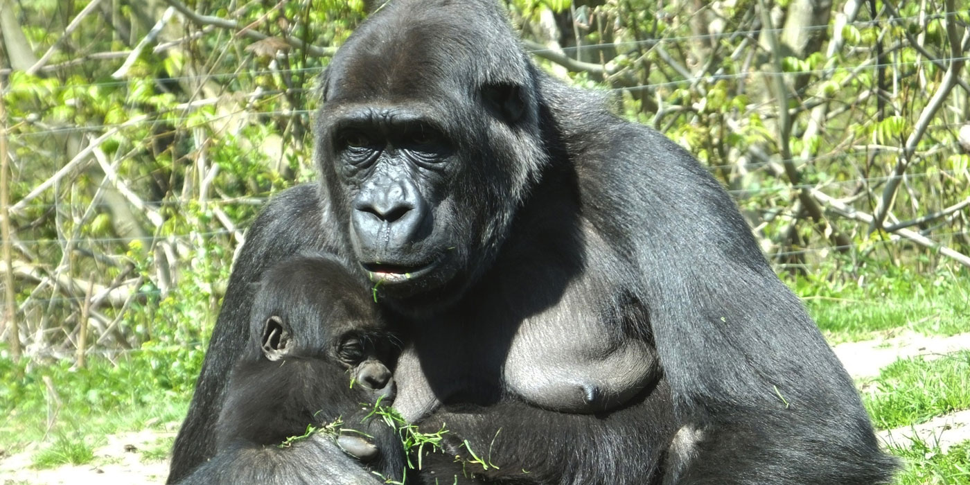 Read more about the article 3 Days Rwanda Gorilla Trekking Plus Lake Kivu