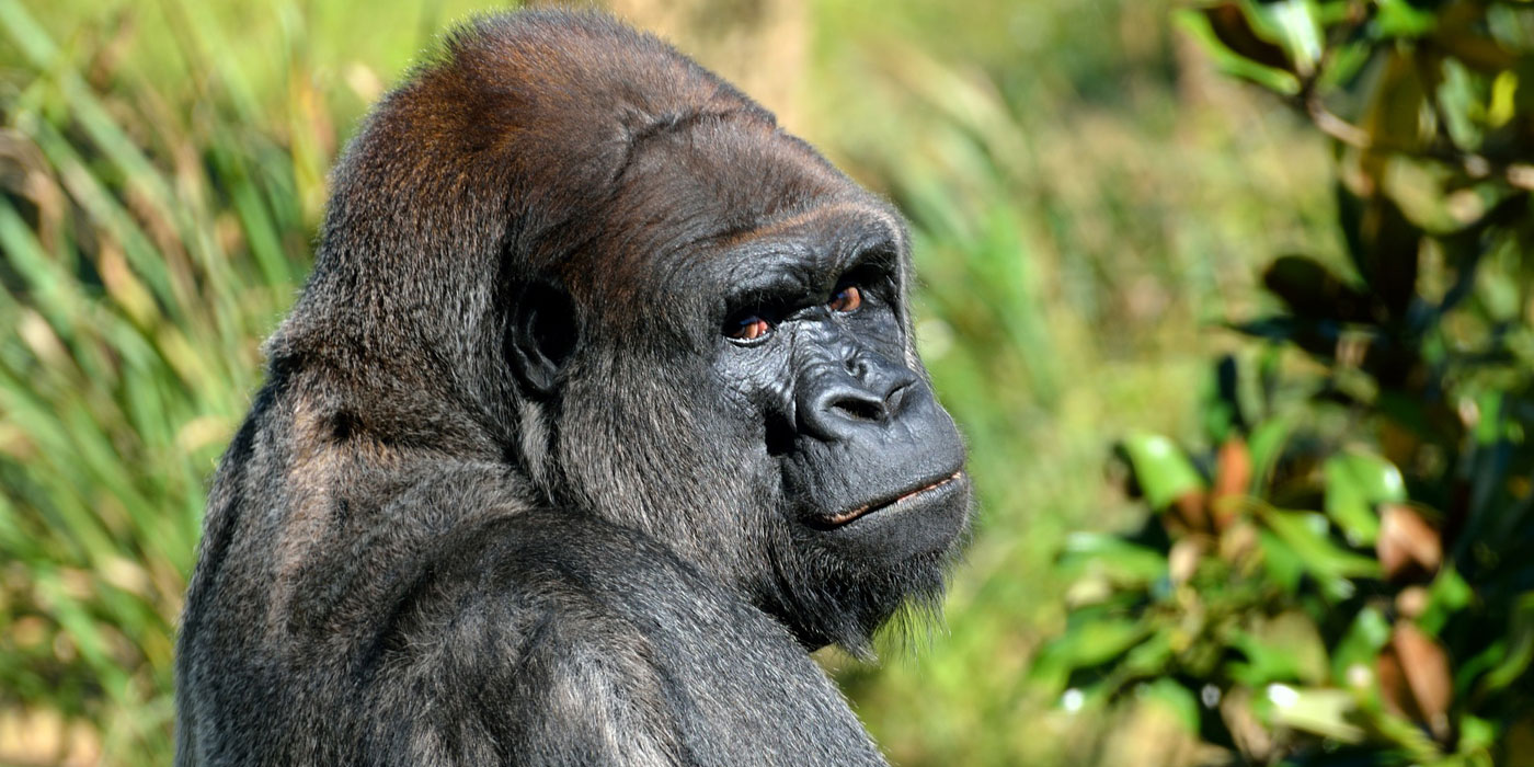 Read more about the article 3 Days Rwanda Gorilla Safari Plus 1 Night in Kigali