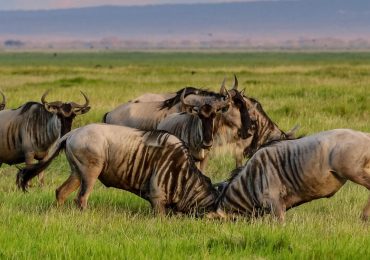 Read more about the article 6 Days Serengeti and Masai Mara Migration Safari