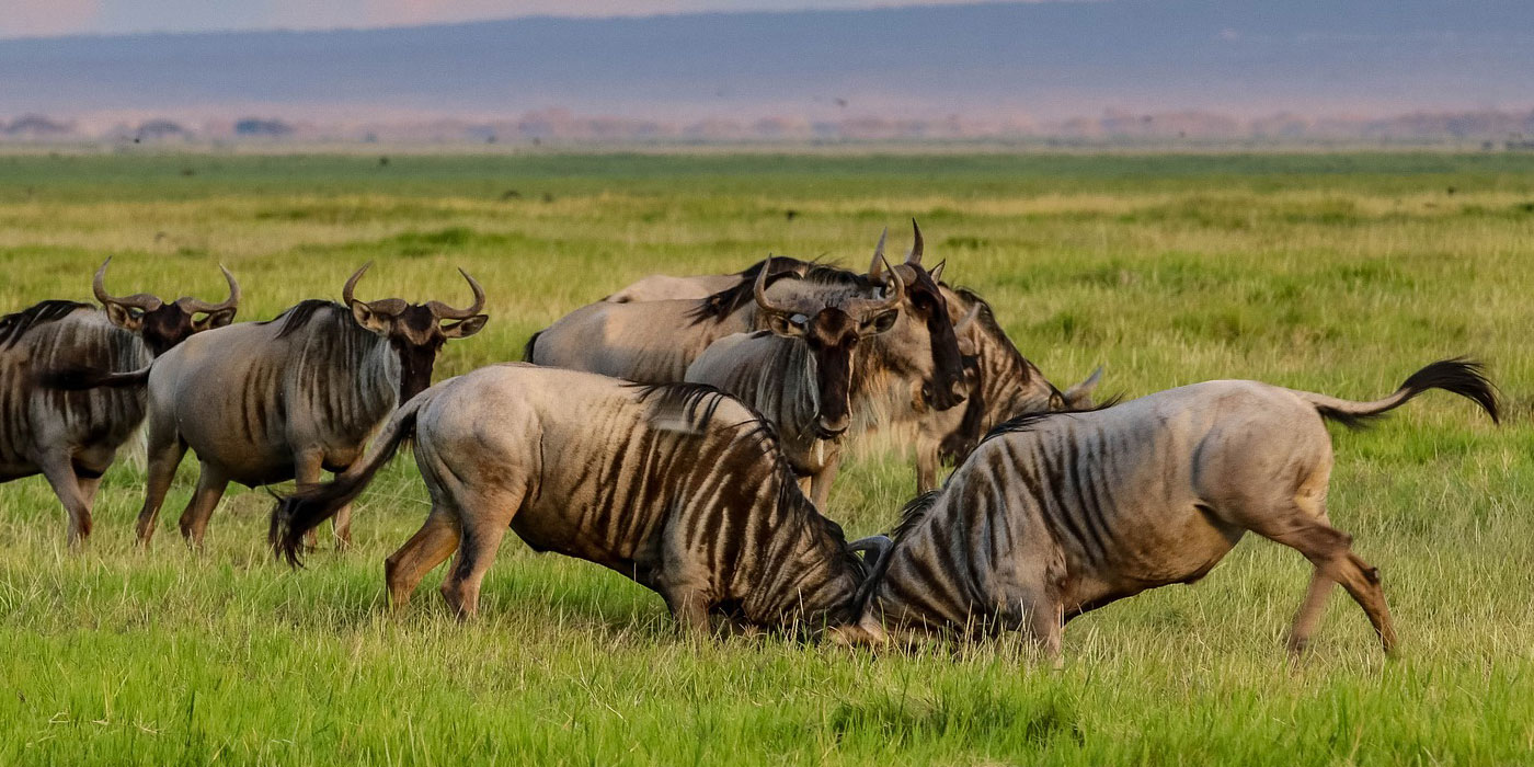 Masai Mara and Serengeti Tour