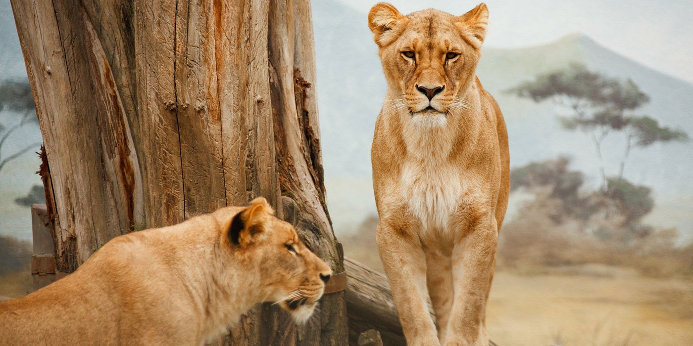 Tsavo and Taita Hills tour from Mombasa