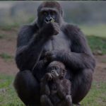 4 Days Rwanda Gorilla Trekking Safari