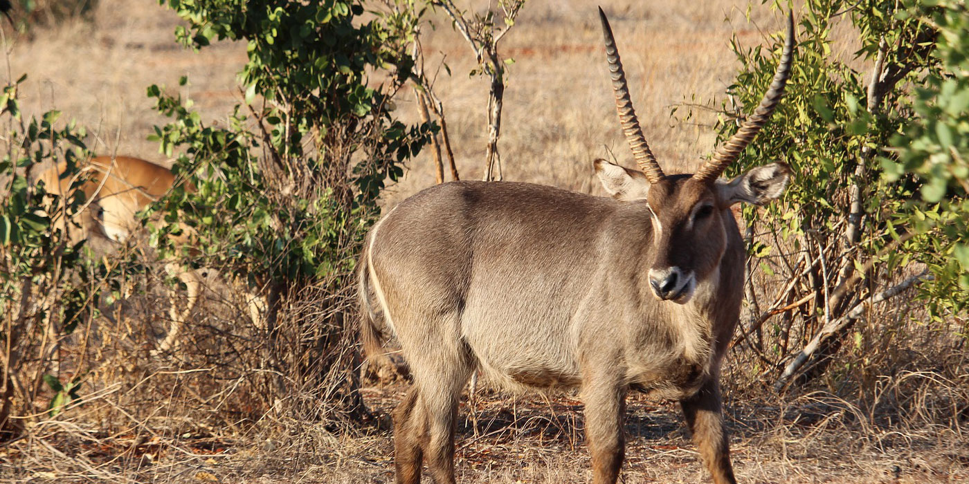 4 Days Tsavo and Taita Hills Safari