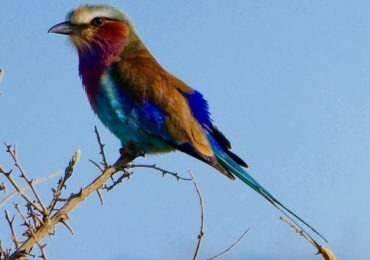 Read more about the article 3 Days Tsavo East and Tsavo West Safari from Mombasa