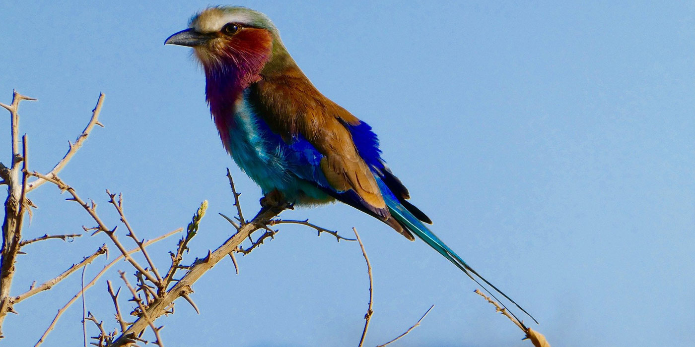 tsavo-east-and-tsavo west-safari