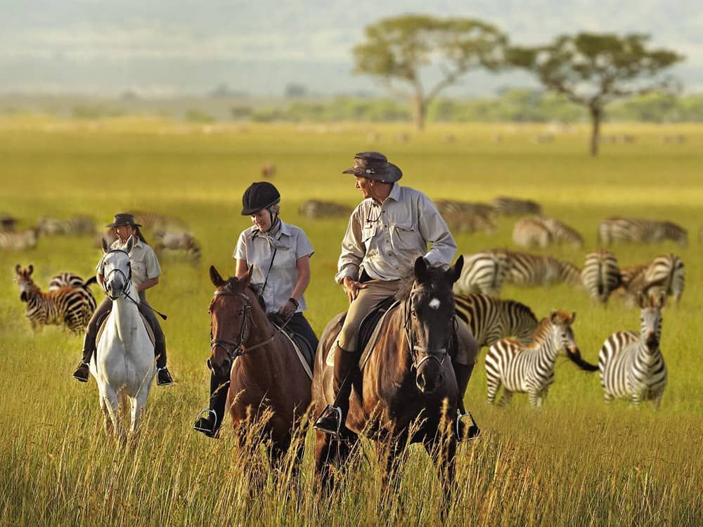 safari 101