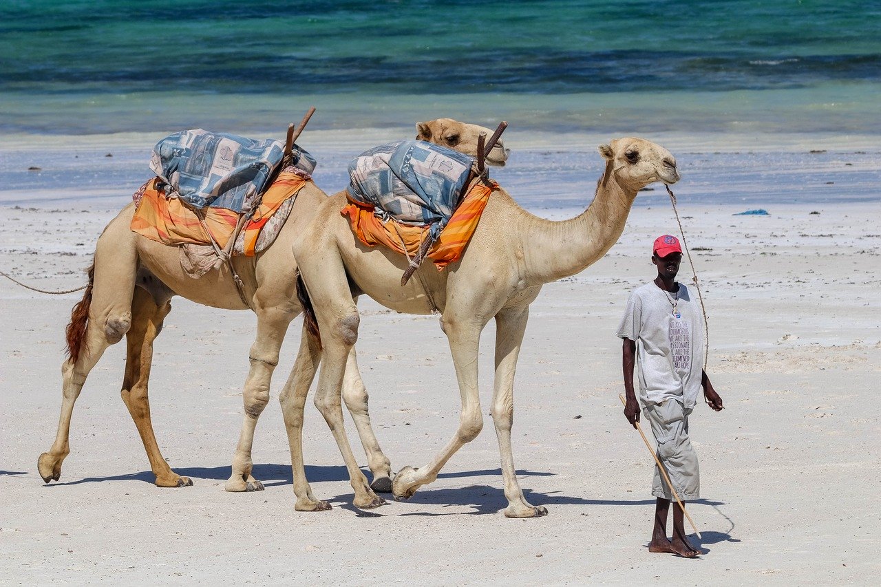 kenya-budget-beach-safari