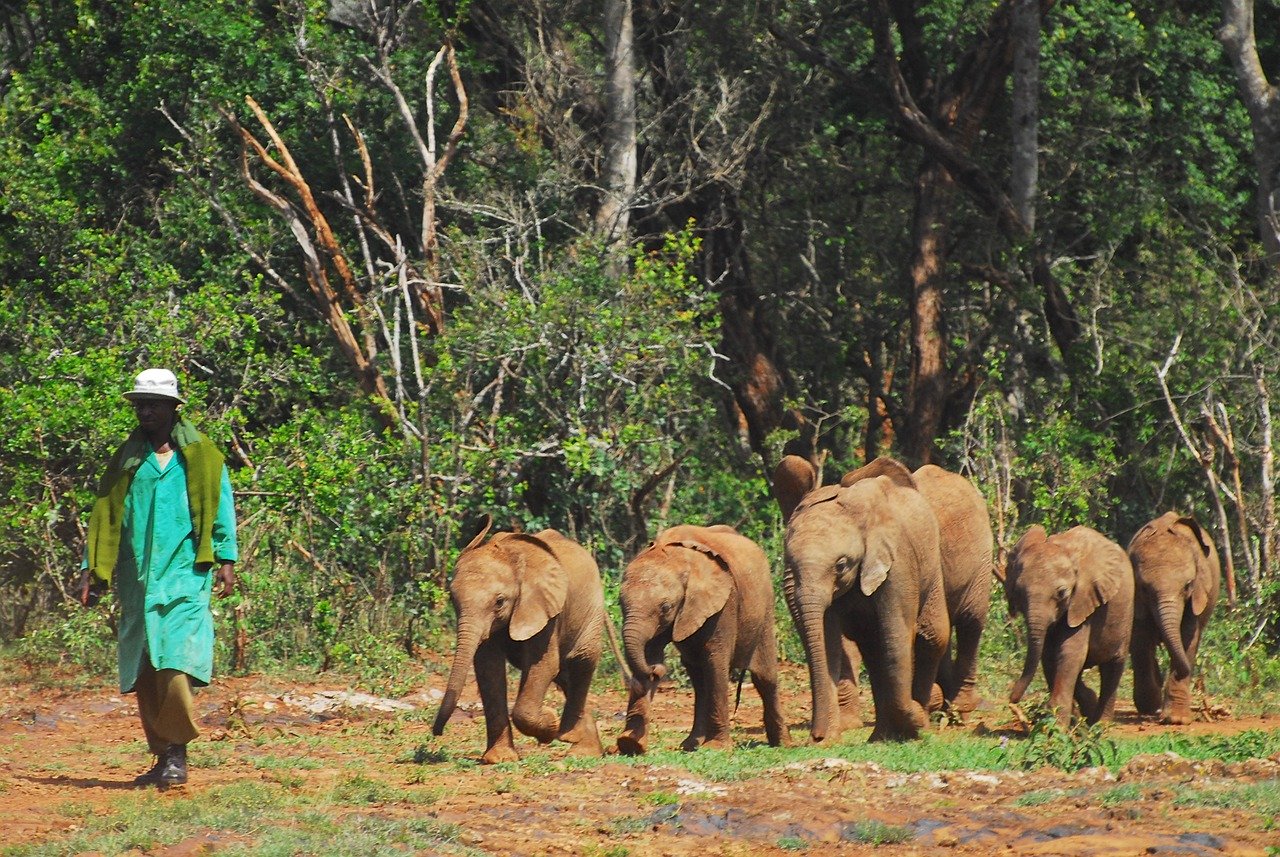 Tsavo East Tsavo West Amboseli Safari