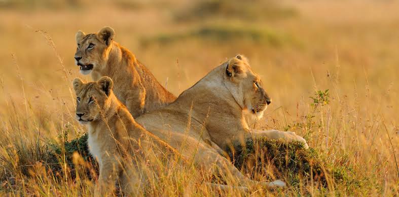 Read more about the article Why a Kenya Safari is a Must-Do Experience