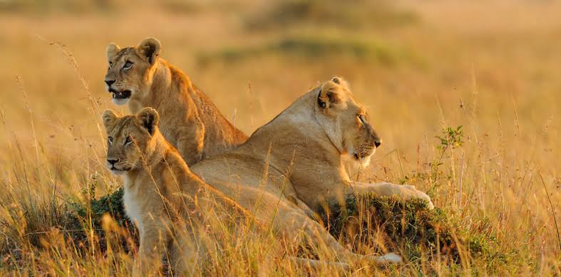 Read more about the article 5 Days Kenya Safari Ol Pejeta-Lake Nakuru and Masai Mara