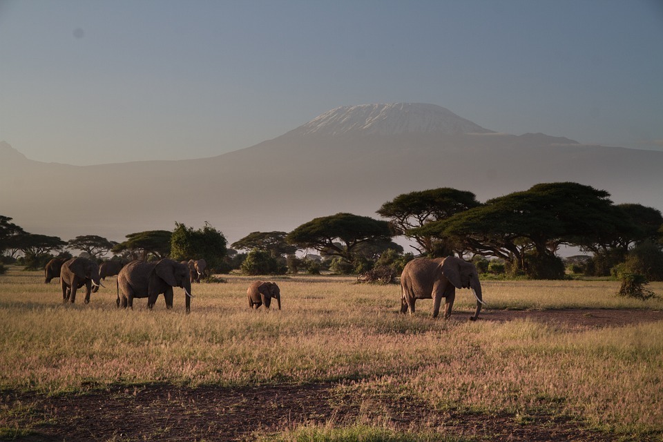 Read more about the article 3 Days Amboseli and Tsavo Tour from Nairobi