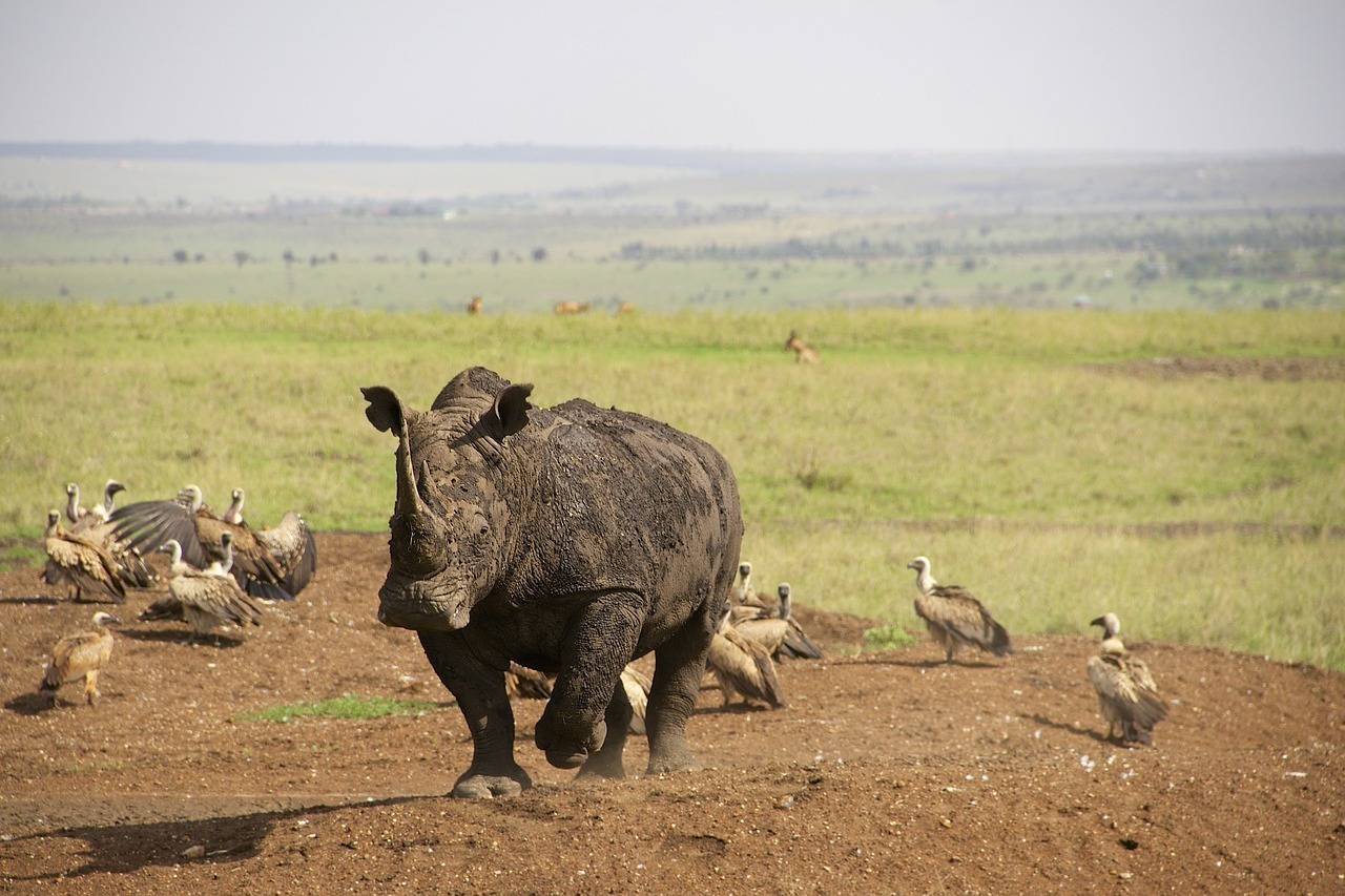 Amboseli National Park