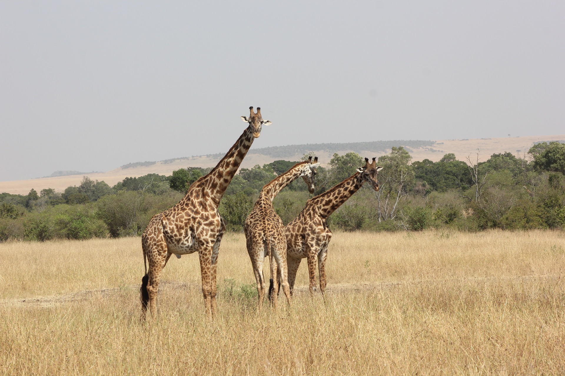 Read more about the article 7 Days Kenya Safari Package