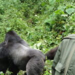 Gorilla Trekking Safari plus Mt.Kilimanjaro Climbing