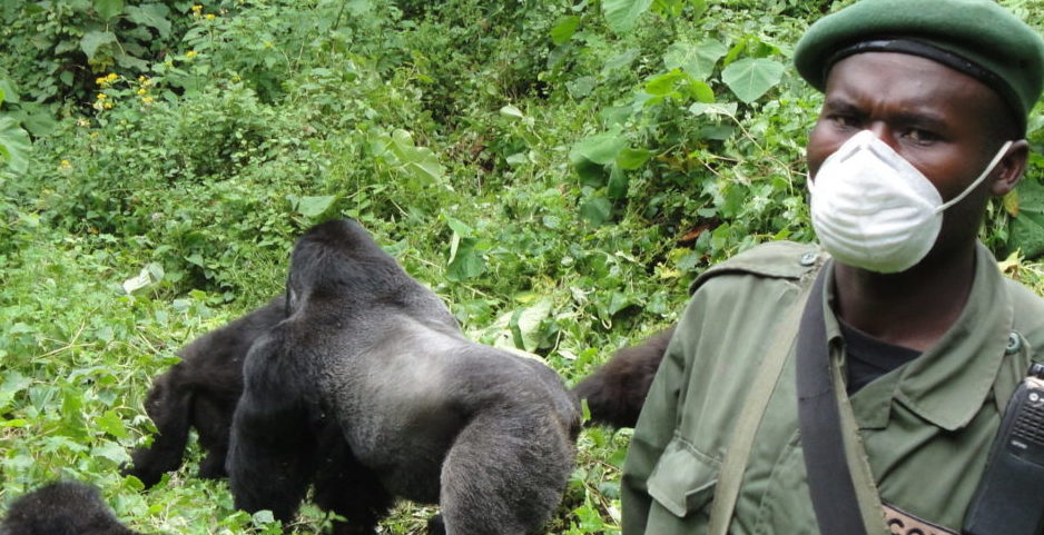 Gorilla Trekking Safari plus Mt.Kilimanjaro Climbing