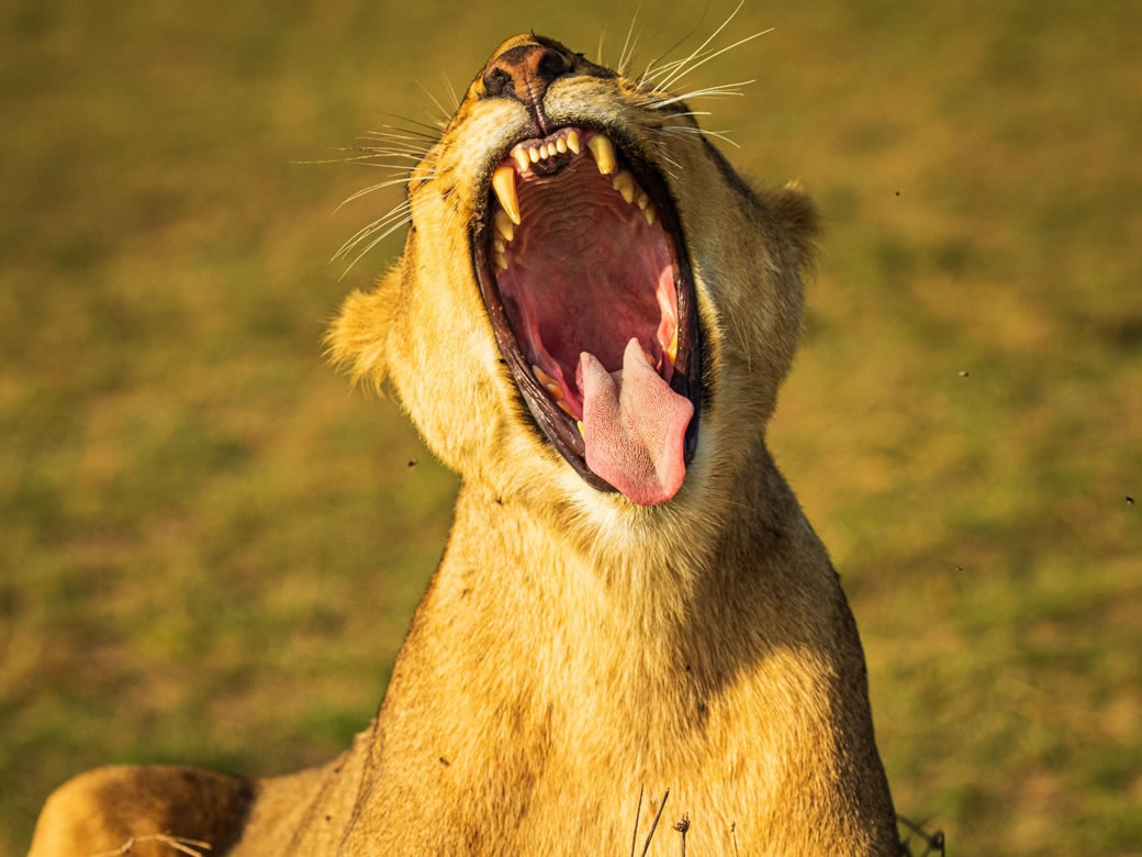 Hakuna matata Kenya safari