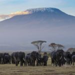 Amboseli, Lake Nakuru and Masai Mara Safari