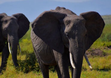 Read more about the article 4 Days Nairobi Amboseli Safari