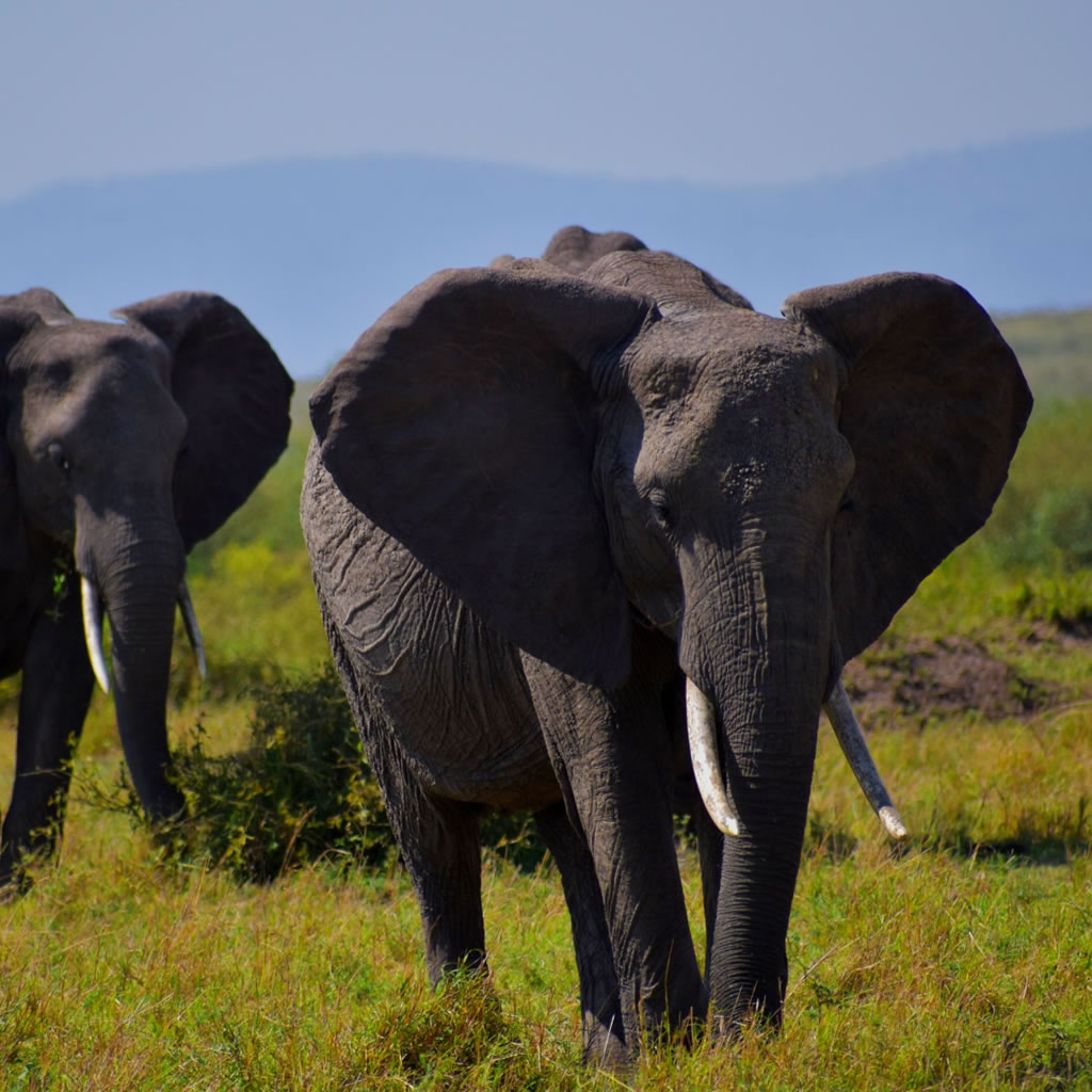 Read more about the article 4 Days Nairobi Amboseli Safari
