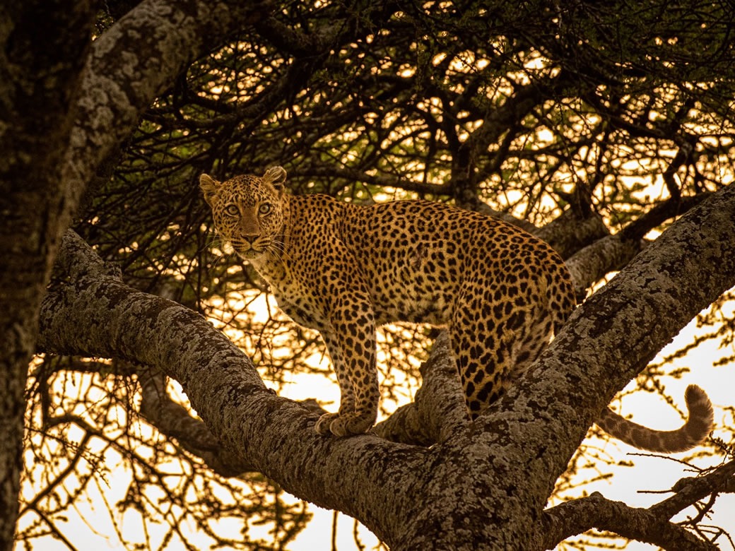 Read more about the article 6 Days Kenya Safari