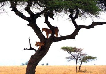 Read more about the article 5 Days Serengeti and Ngorongoro Tanzania Safari
