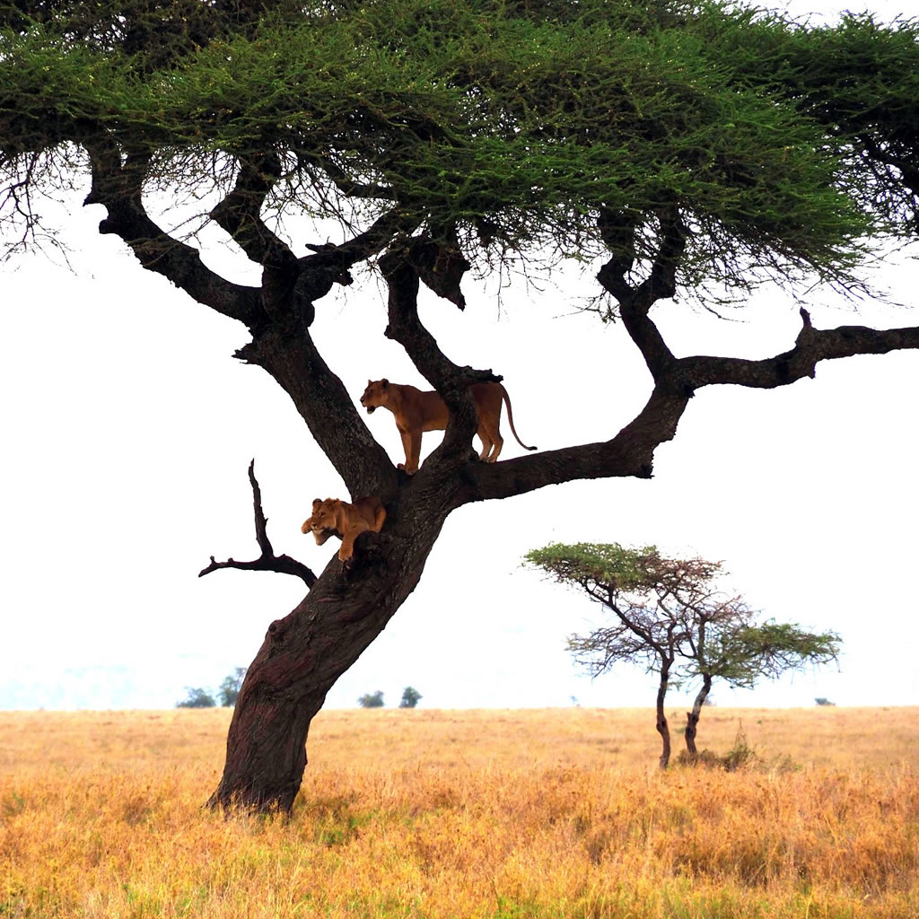 Serengeti and Ngorongoro Tanzania Safari