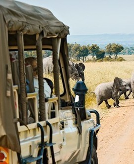 Big 5 Safari