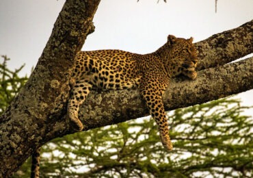 Read more about the article 8 Days Best of Tanzania Safari