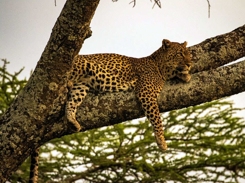 Read more about the article 8 Days Best of Tanzania Safari