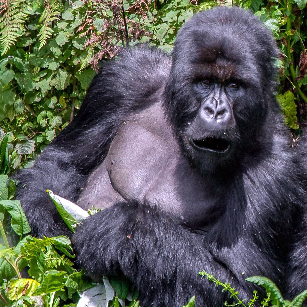 Uganda Gorilla Safari