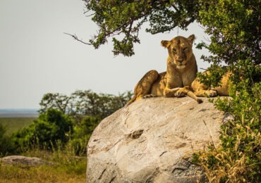Read more about the article 3 Days Masai Mara Tour from Nairobi