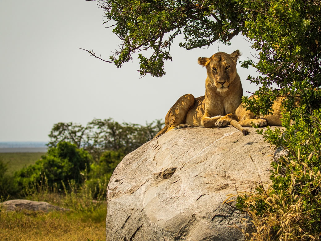 Read more about the article 3 Days Masai Mara Tour from Nairobi