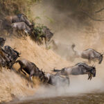 masai-mara-migration-safari