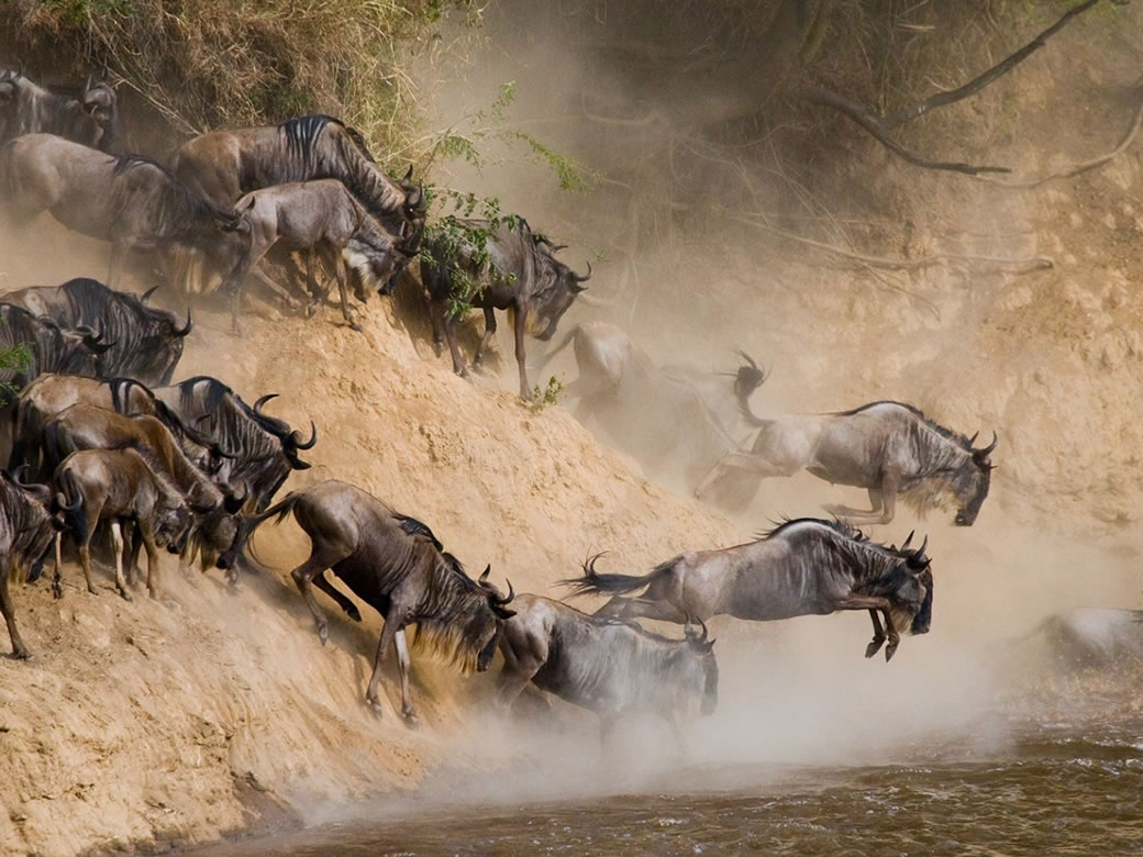 masai-mara-migration-safari