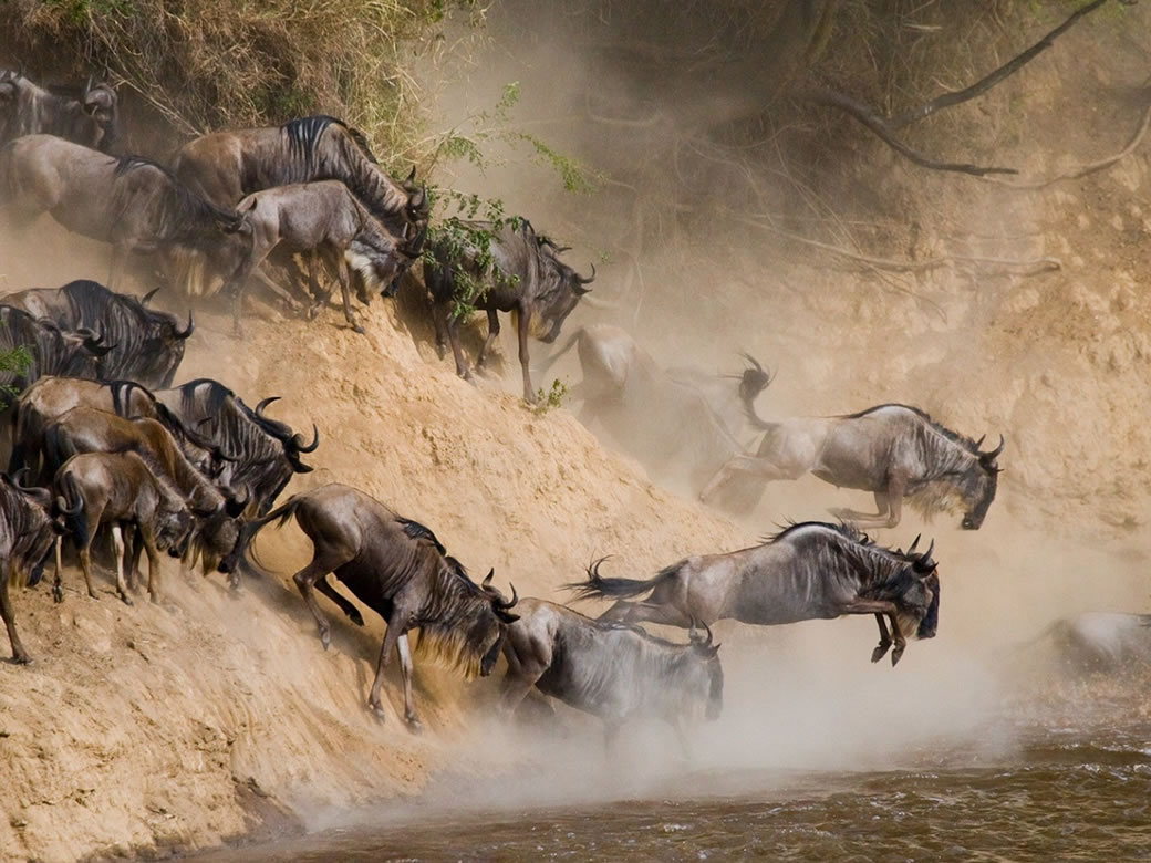 masai mara migration safari